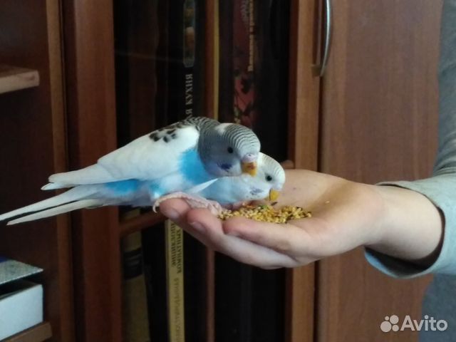 Попугаи как сделать их ручными Попугаи как сделать их ручными