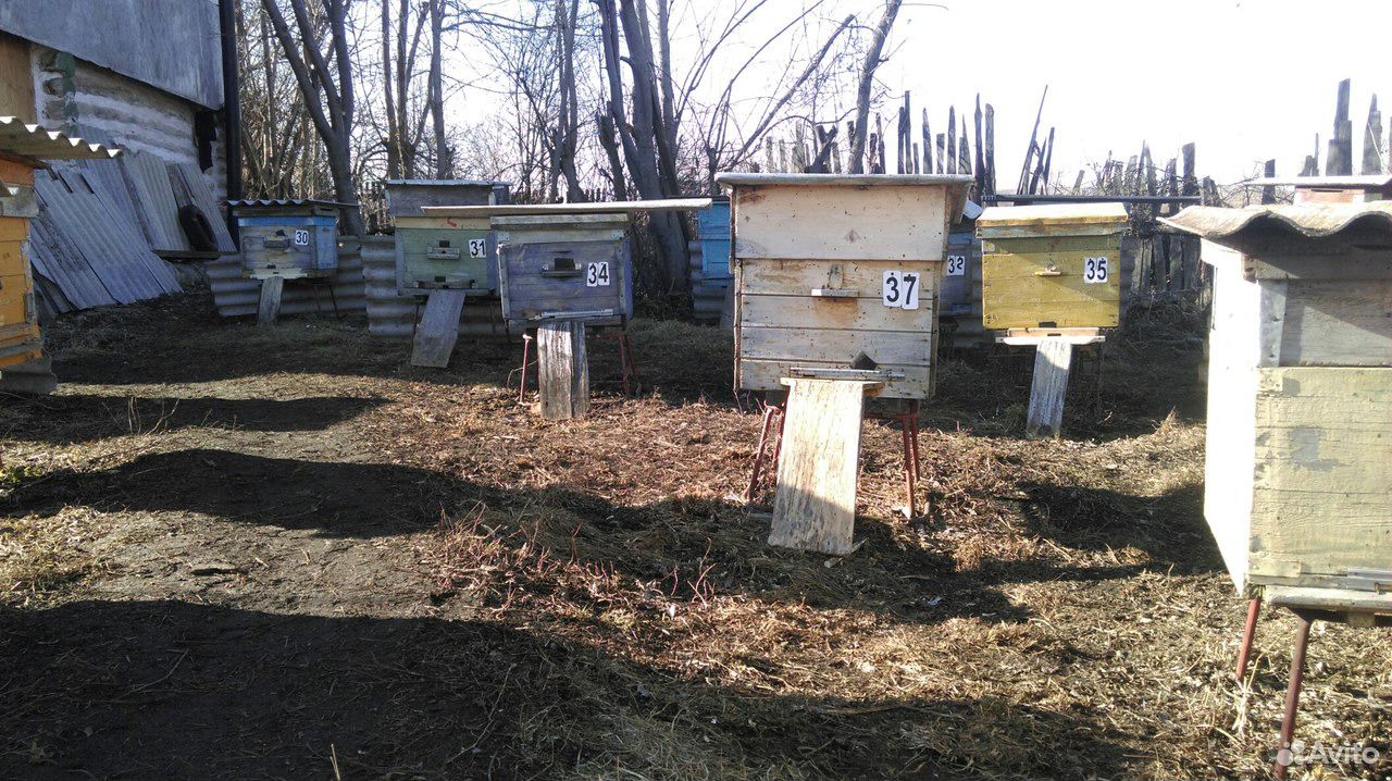 Пчелосемья с 10-12 рамами купить на Зозу.ру - фотография № 4