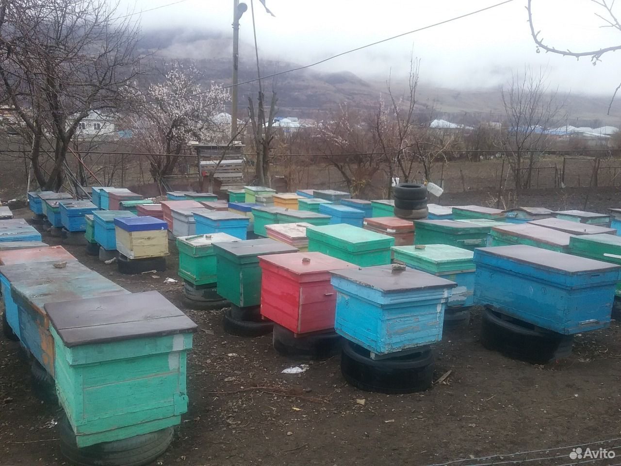 Прдаю пчелопакеты купить на Зозу.ру - фотография № 1