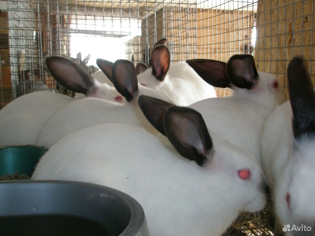 Кролики мясных пород купить на Зозу.ру - фотография № 2