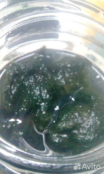 Аквариумная водоросль кладофора-обмен на барбуса купить на Зозу.ру - фотография № 2