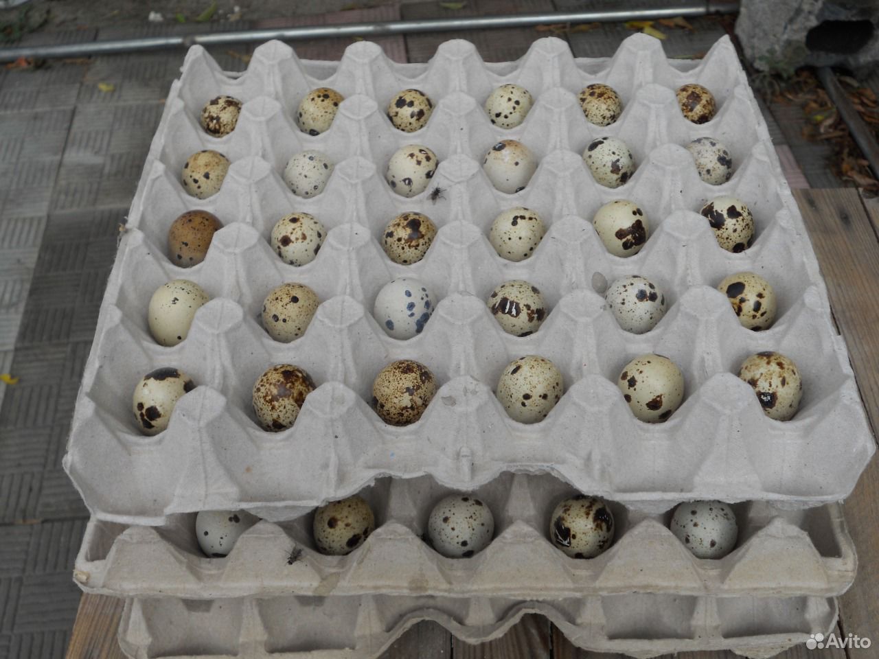 Яйцо инкубационное техасского перепела купить на Зозу.ру - фотография № 1