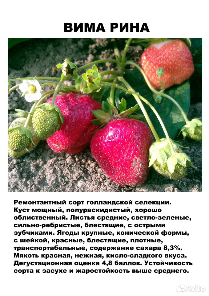 Саженцы садовой земляники (клубники) на август купить на Зозу.ру - фотография № 6