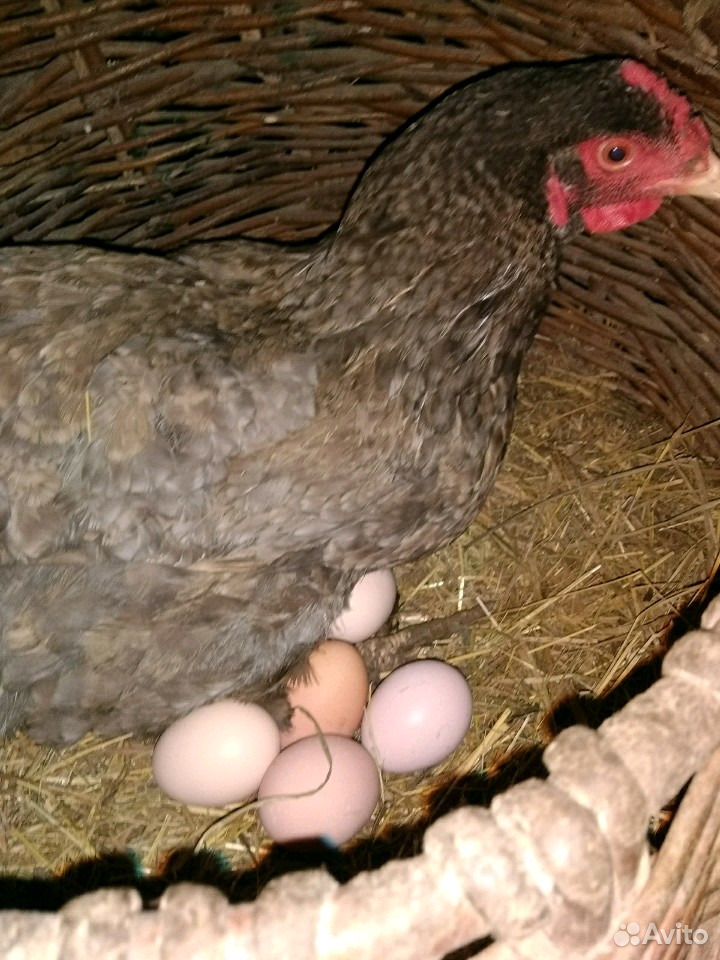 Яйцо куриное деревенское купить на Зозу.ру - фотография № 3