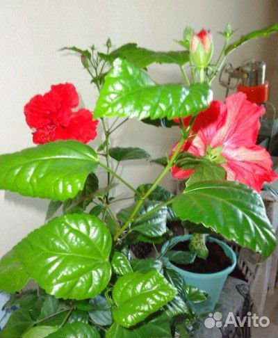 Гибискус махровый (Китайская роза) купить на Зозу.ру - фотография № 1