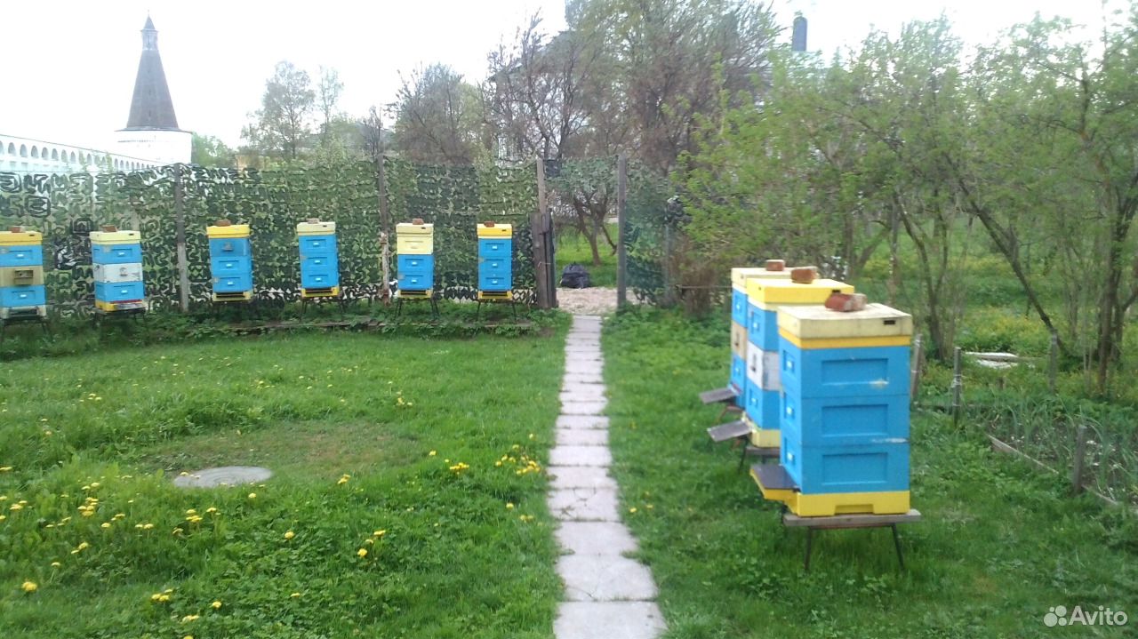 Пчелопакеты,пчелосемьи подмосковье купить на Зозу.ру - фотография № 1