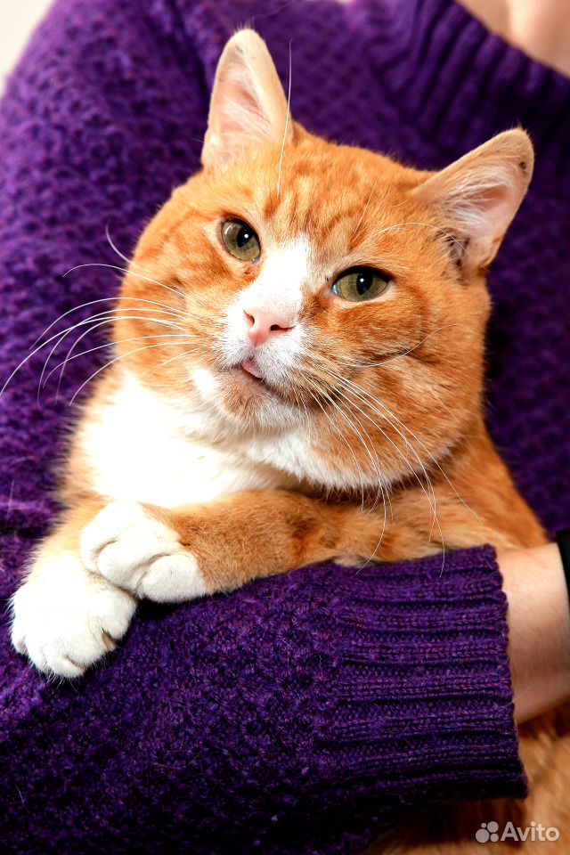 Этот кот достоин заботы, любви и тепла купить на Зозу.ру - фотография № 1