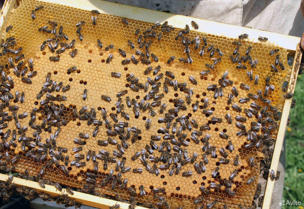 Пчела среднерусская, ульи, рамки купить на Зозу.ру - фотография № 2