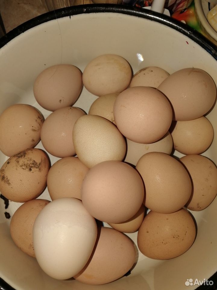 Продаётся яйцо инкубационное купить на Зозу.ру - фотография № 1