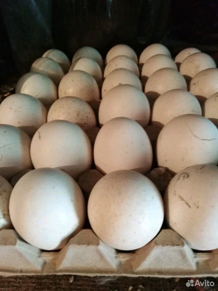 Иньдюшынные яйца купить на Зозу.ру - фотография № 2
