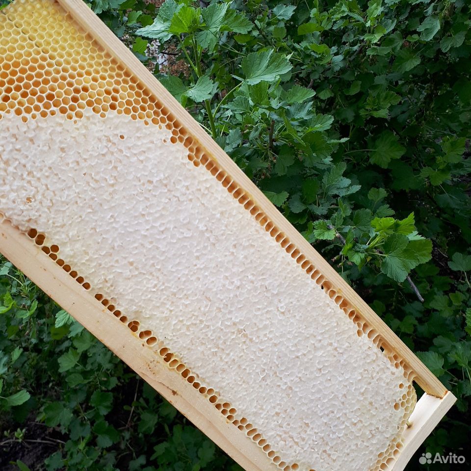 Натуральный мед с собственной пасеки купить на Зозу.ру - фотография № 2