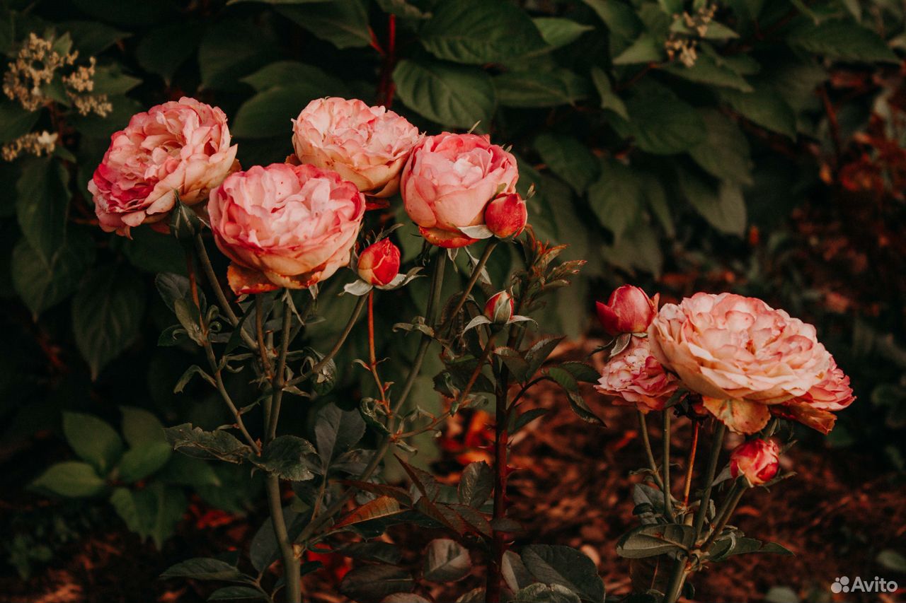 Розы,хоста,можжевельник,лилейник,гейхера,лилия,туя купить на Зозу.ру - фотография № 6