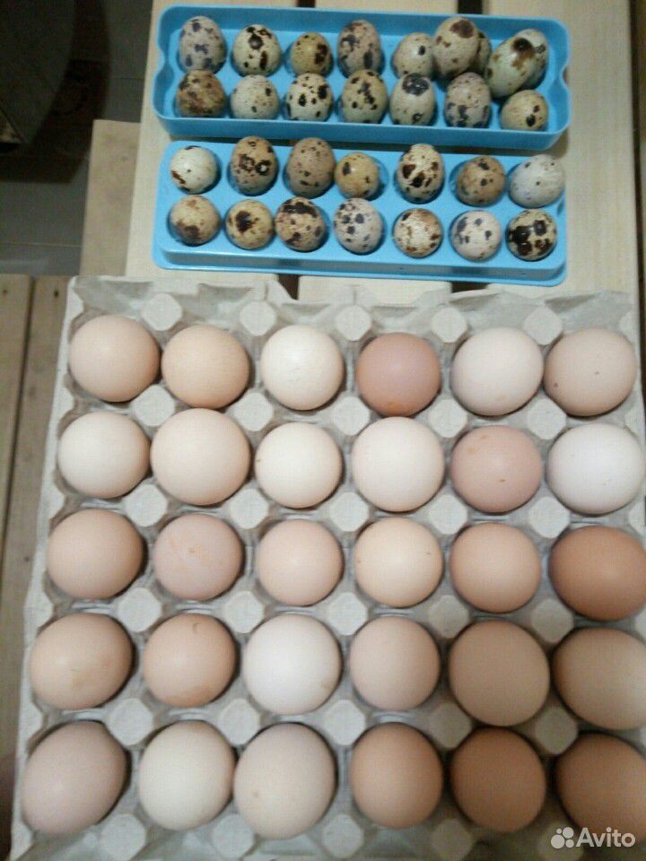 Инкубационное яйцо перепелов и кур купить на Зозу.ру - фотография № 1