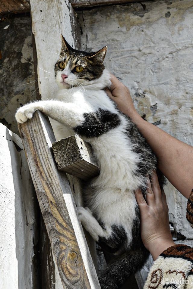 Кошечка ищет дом купить на Зозу.ру - фотография № 1