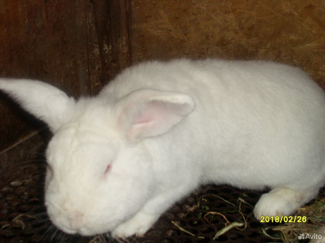 Кролики породы Новозеландская белая купить на Зозу.ру - фотография № 2