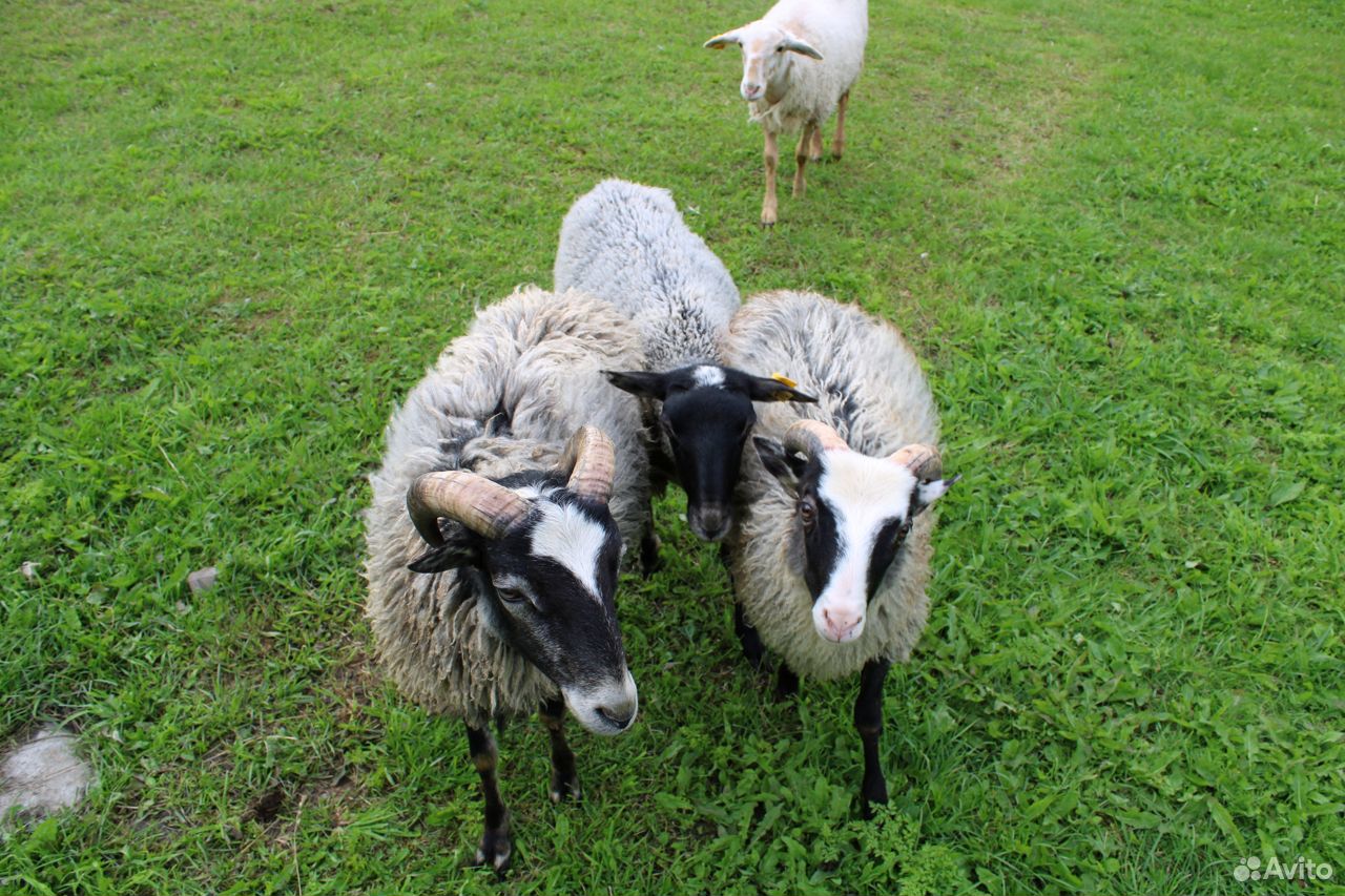Баран, овца купить на Зозу.ру - фотография № 2