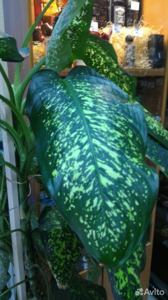 Домашнее растение дифенбахия 2 метра купить на Зозу.ру - фотография № 2