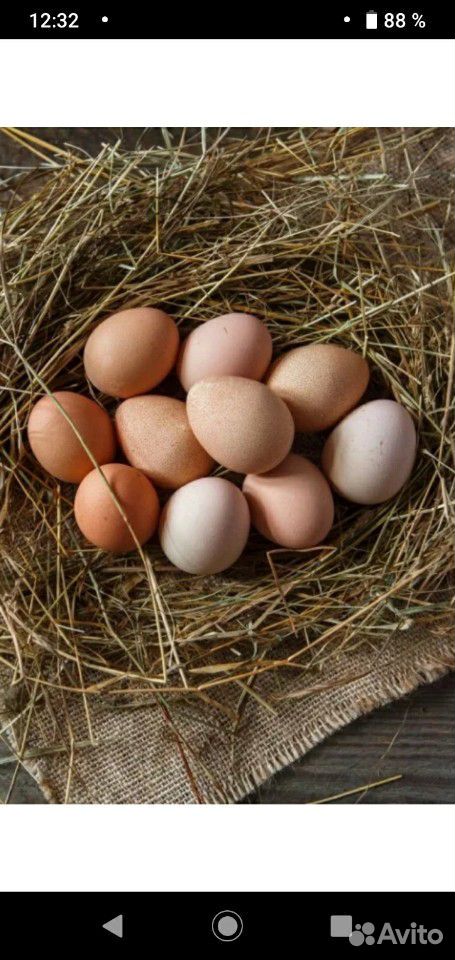 Куриное домашнее яйцо купить на Зозу.ру - фотография № 1