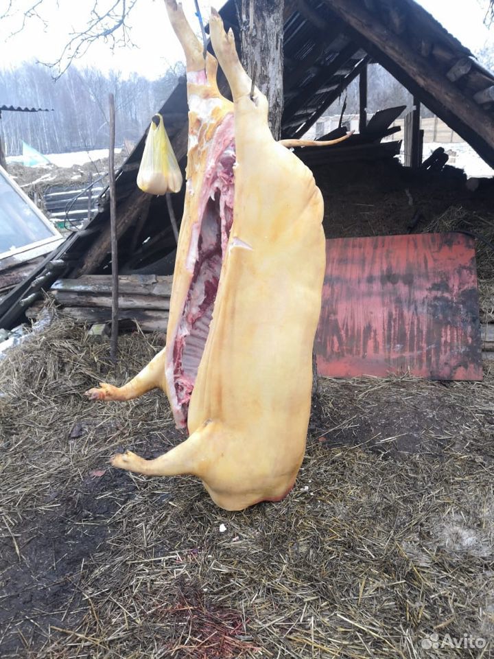 Продам Мясо Свинина Выкормленная в домашних услови купить на Зозу.ру - фотография № 1