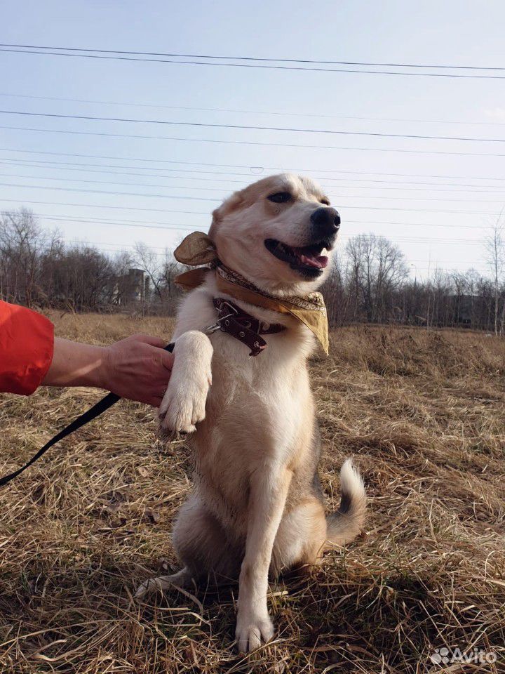 Собачка Эви ищет дом купить на Зозу.ру - фотография № 3