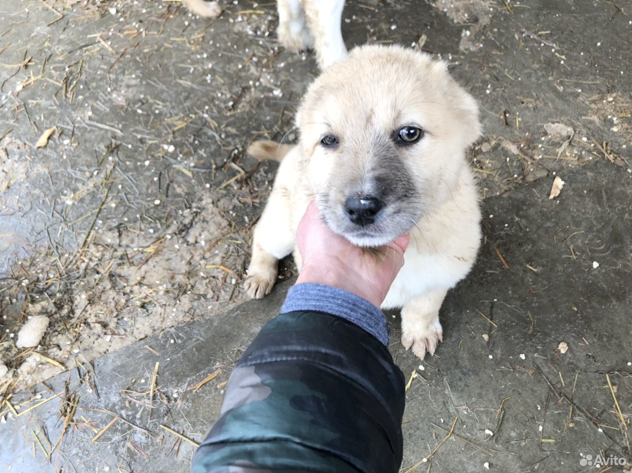 Алабай помесь с дворнягой
