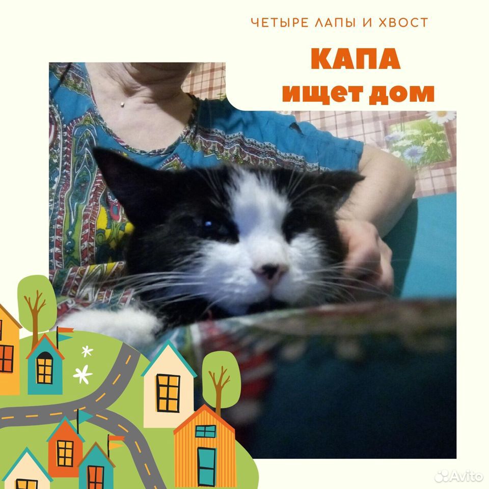 Кошка 2 года, ищет дом купить на Зозу.ру - фотография № 2