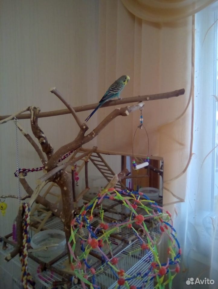 Продам волнистого попугайчика купить на Зозу.ру - фотография № 3