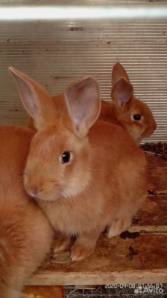 Бургунские кролики купить на Зозу.ру - фотография № 1