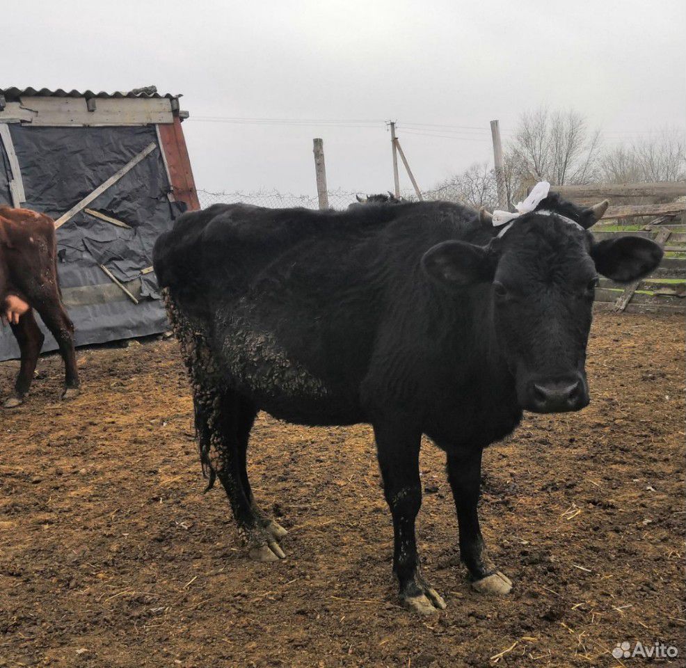 Тёлка стельная и корова с телятами купить на Зозу.ру - фотография № 1