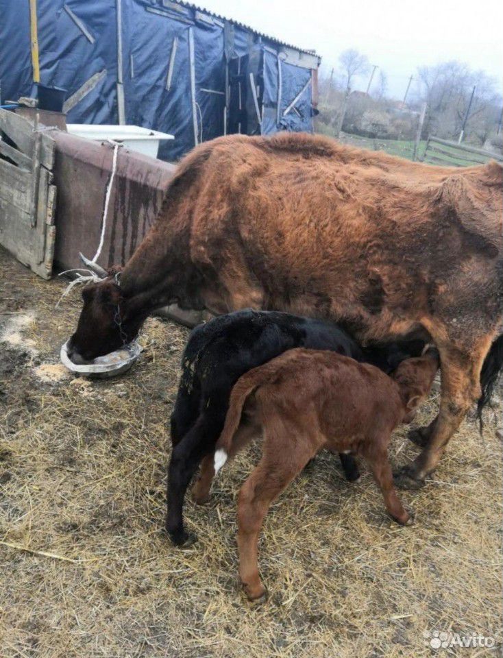 Тёлка стельная и корова с телятами купить на Зозу.ру - фотография № 8