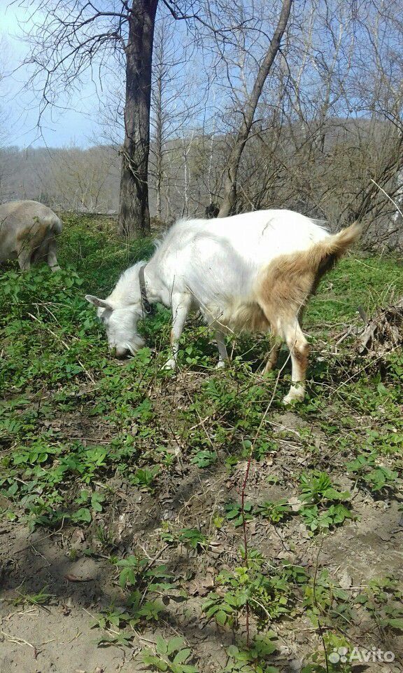 Коза с дании рожает 16 мая, от нубийца купить на Зозу.ру - фотография № 4