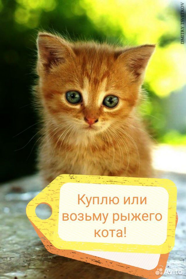 Возьму рыжего котёнка купить на Зозу.ру - фотография № 1