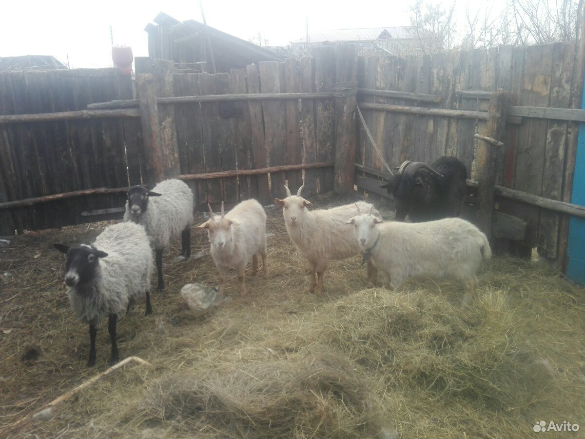 Овцы и козы купить на Зозу.ру - фотография № 1
