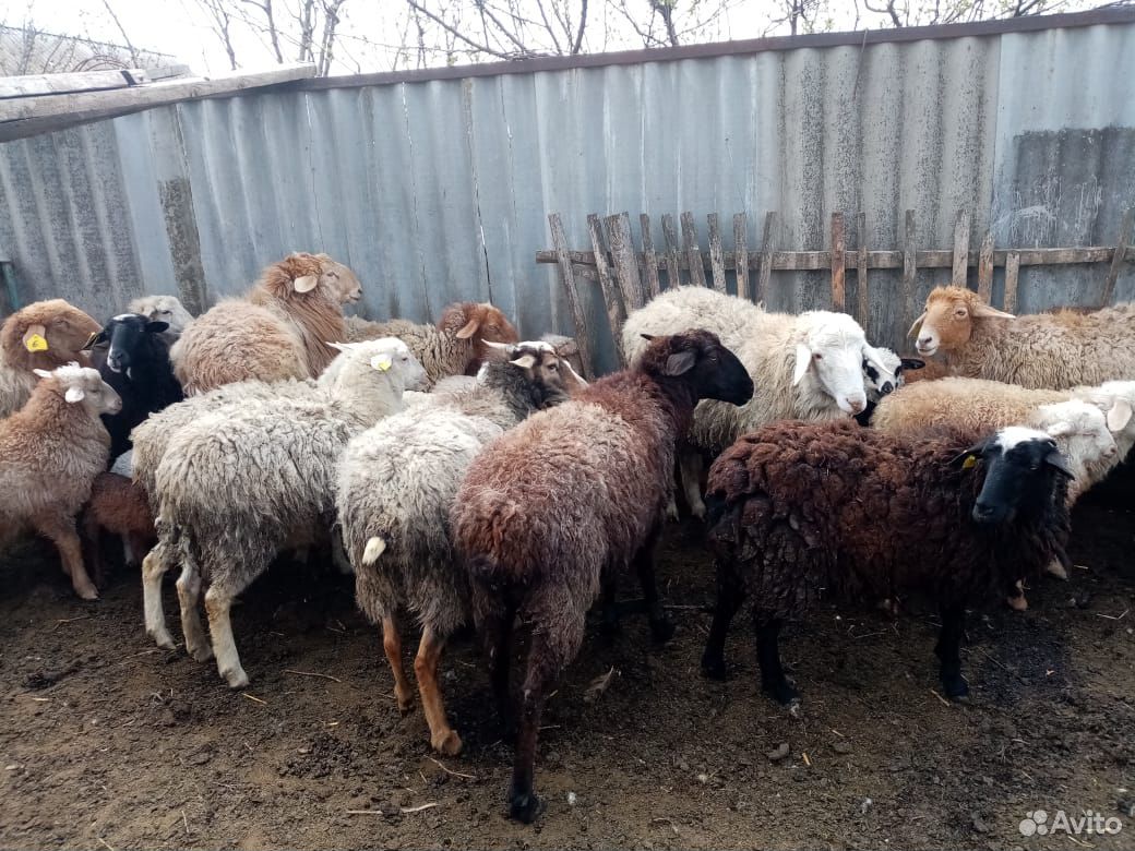 Овцы,ягнята купить на Зозу.ру - фотография № 6