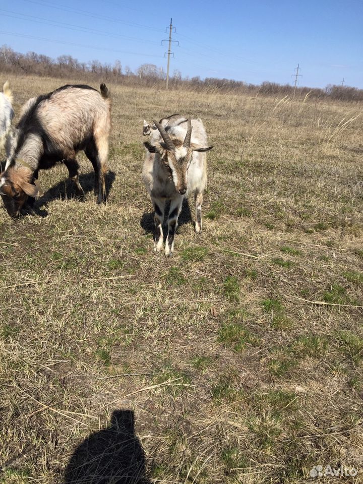 Коза с двумя козлятами купить на Зозу.ру - фотография № 2