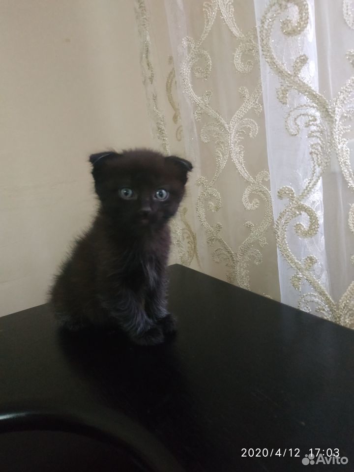 Милый котенок купить на Зозу.ру - фотография № 1