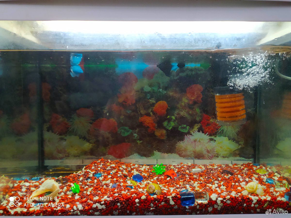 Продам аквариум 50л, корм, фильтр и 2 сома купить на Зозу.ру - фотография № 2