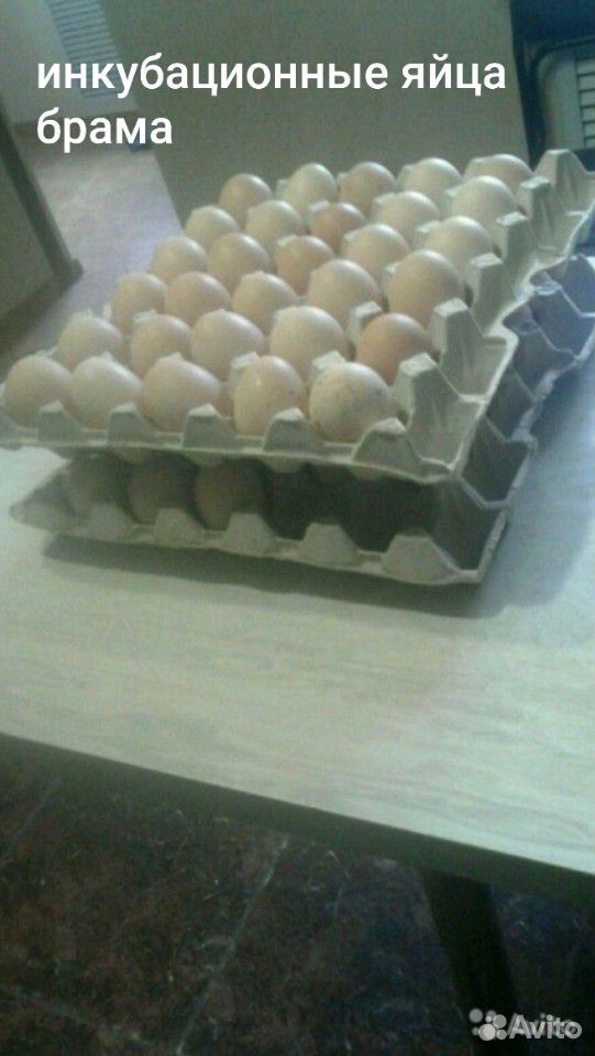Инкубационные яйца брама купить на Зозу.ру - фотография № 1