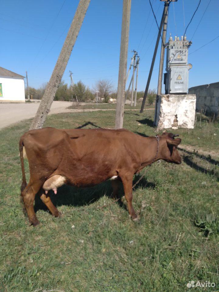 Продаеться корова купить на Зозу.ру - фотография № 2