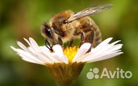 Продажа пчёл купить на Зозу.ру - фотография № 1