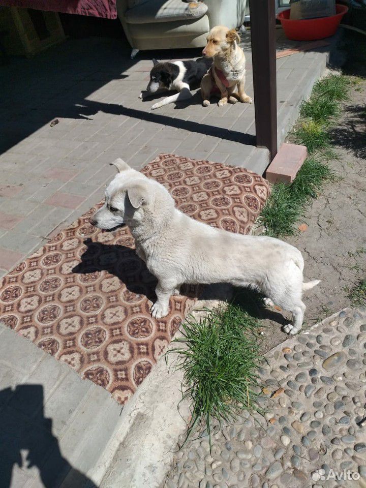 Собаки из приюта "Доброе сердце" ищут самых лучших купить на Зозу.ру - фотография № 9