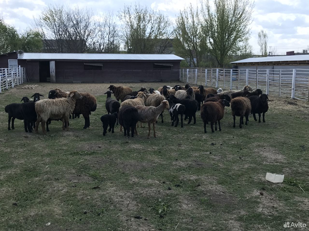 Овцы и бараны эдельбаевская курдючная купить на Зозу.ру - фотография № 1