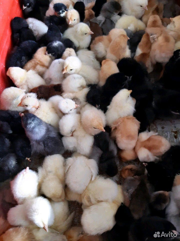 Суточные цыплята, утята, гусята купить на Зозу.ру - фотография № 8