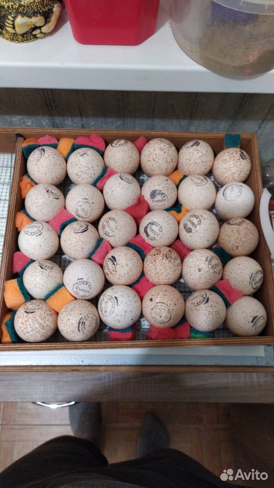 Биг 6 Индюк - инкубационное яйцо купить на Зозу.ру - фотография № 2