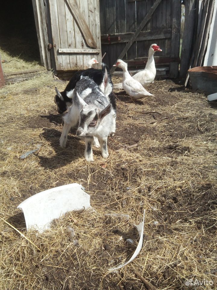 Продам козлят от молочной козы купить на Зозу.ру - фотография № 3