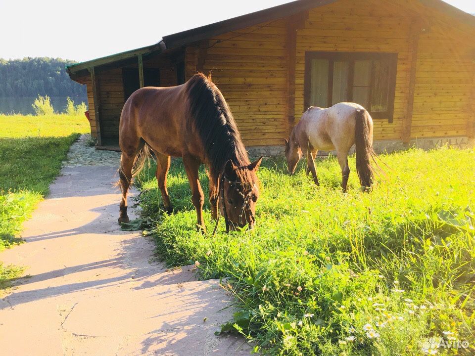 Лошадь, конь, жеребёнок купить на Зозу.ру - фотография № 2