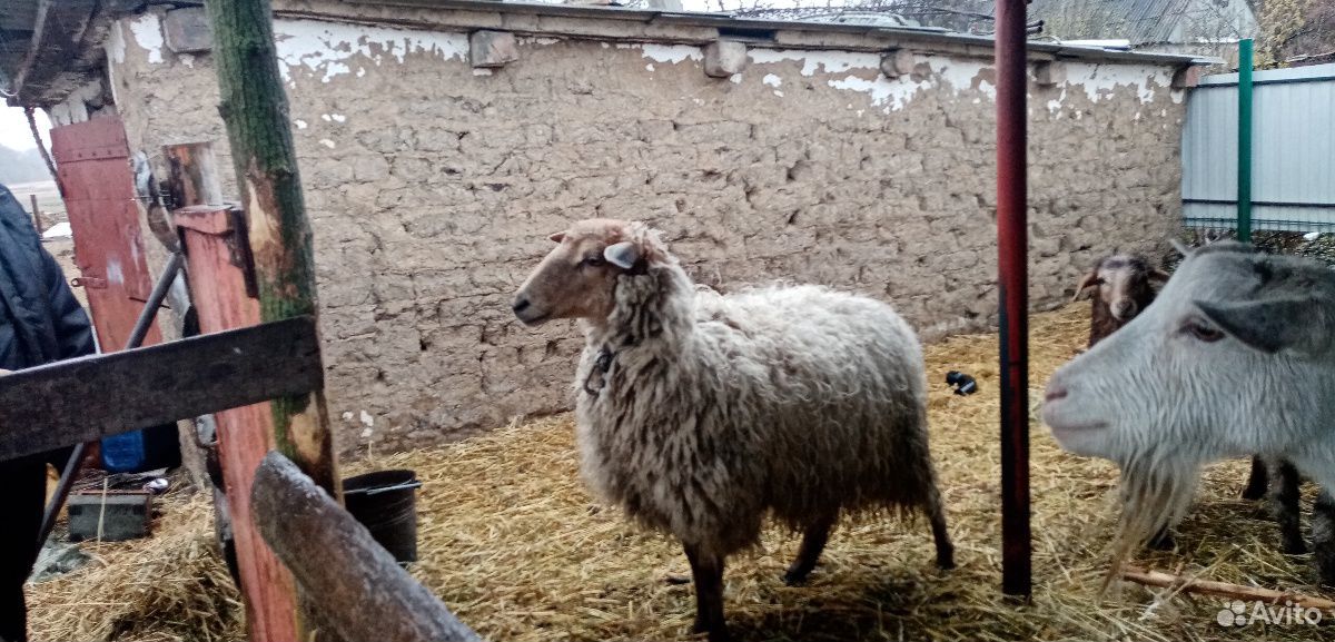 Продам 2 овцы и коза купить на Зозу.ру - фотография № 2