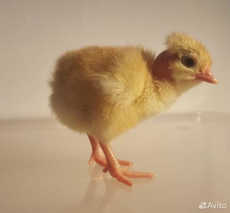 Цыплята голошейки купить на Зозу.ру - фотография № 2