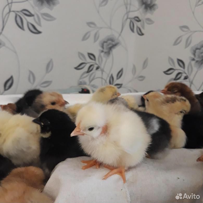 Цыплята несушки, домашнии купить на Зозу.ру - фотография № 1
