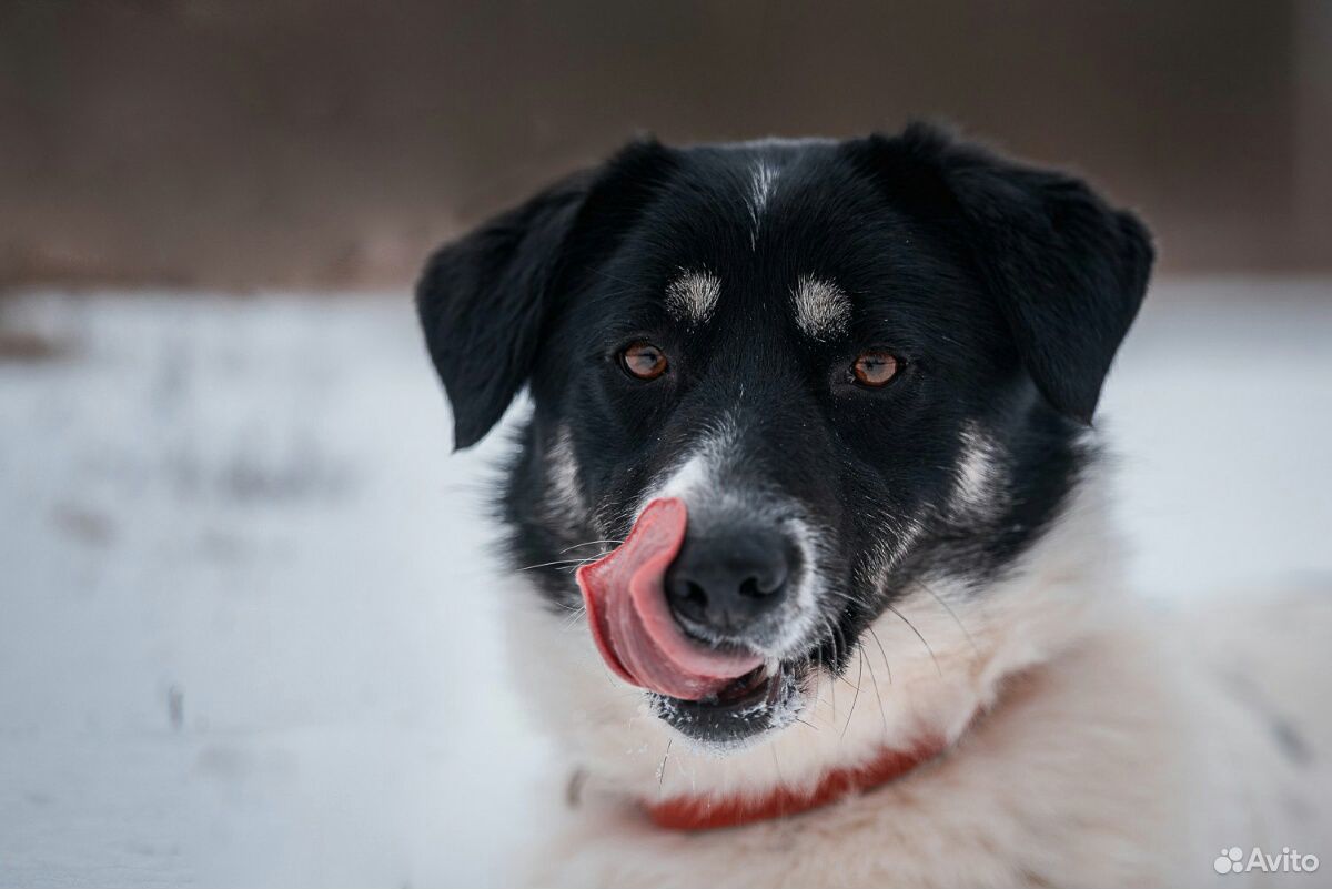 Самая добрая собака ищет дом купить на Зозу.ру - фотография № 4